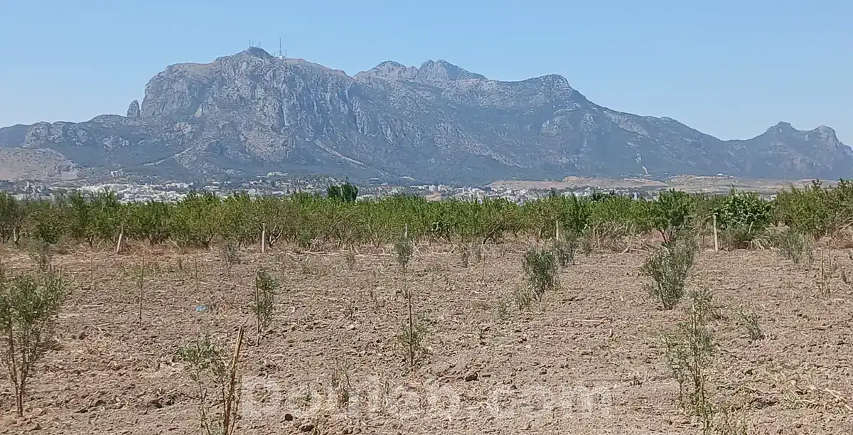 Terrain agricole 5000 m avec une petite maison - Miniature 2