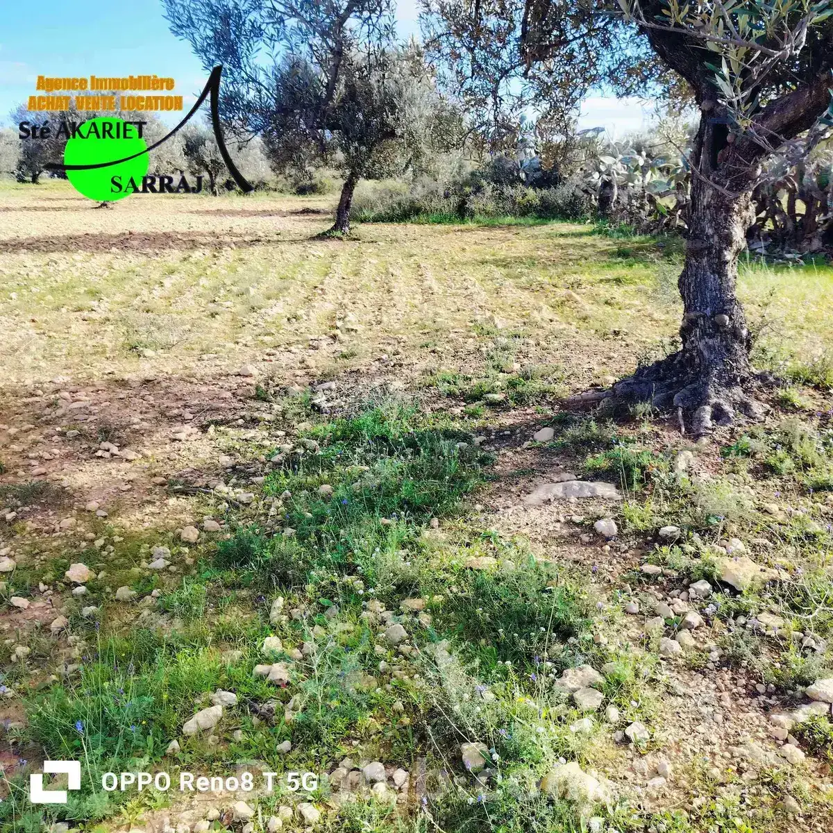 Terrain agricole 1hectare et 8000m à sidi bouali - Miniature 2