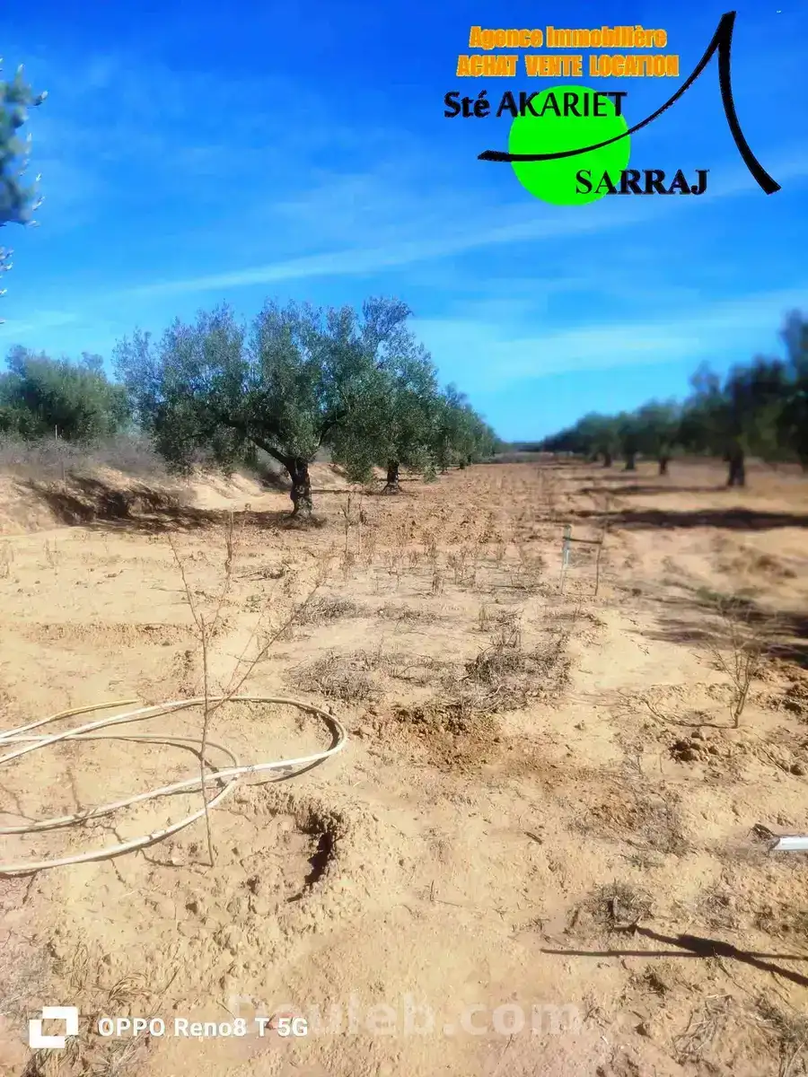 Senia clôturé 3300m à kalaa sghira oued laya - Miniature 2