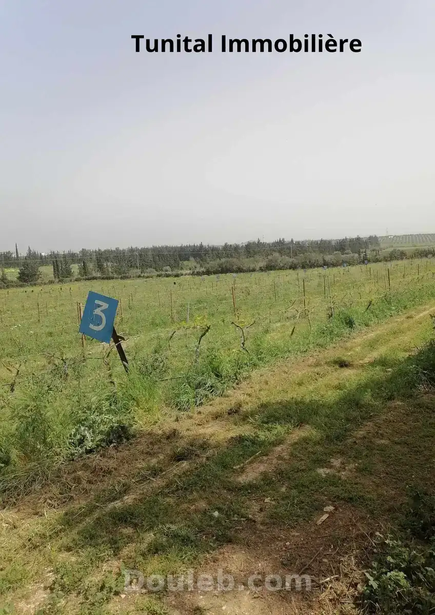 Ferme à manouba - Miniature 3