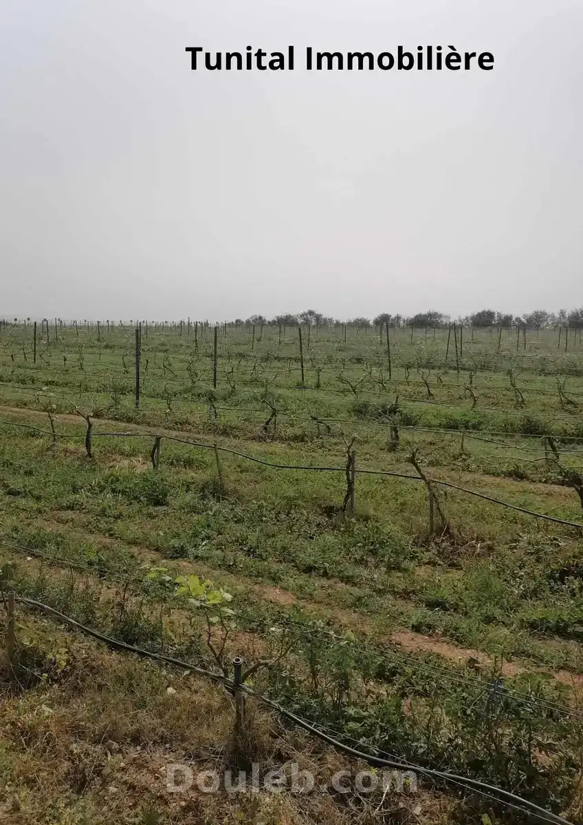 Ferme à manouba - Miniature 4