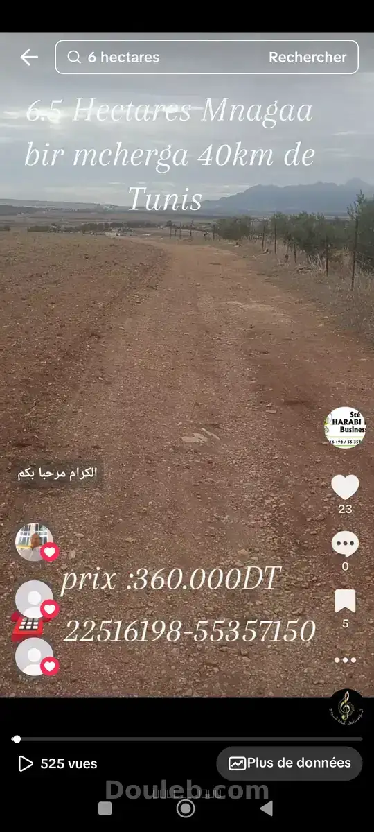 Ferme de 6h5 1 400 oliviers chemlali de trois ans - Miniature 2