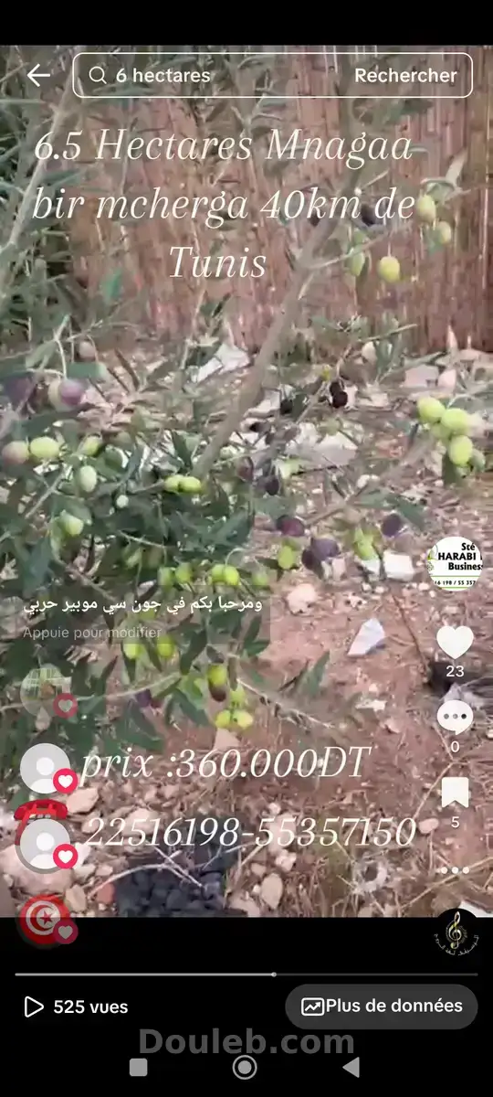 Ferme de 6h5 1 400 oliviers chemlali de trois ans - Miniature 3