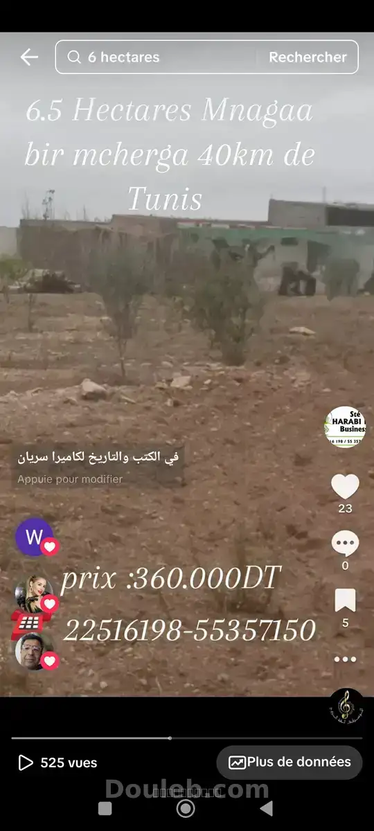 Ferme de 6h5 1 400 oliviers chemlali de trois ans - Miniature 4