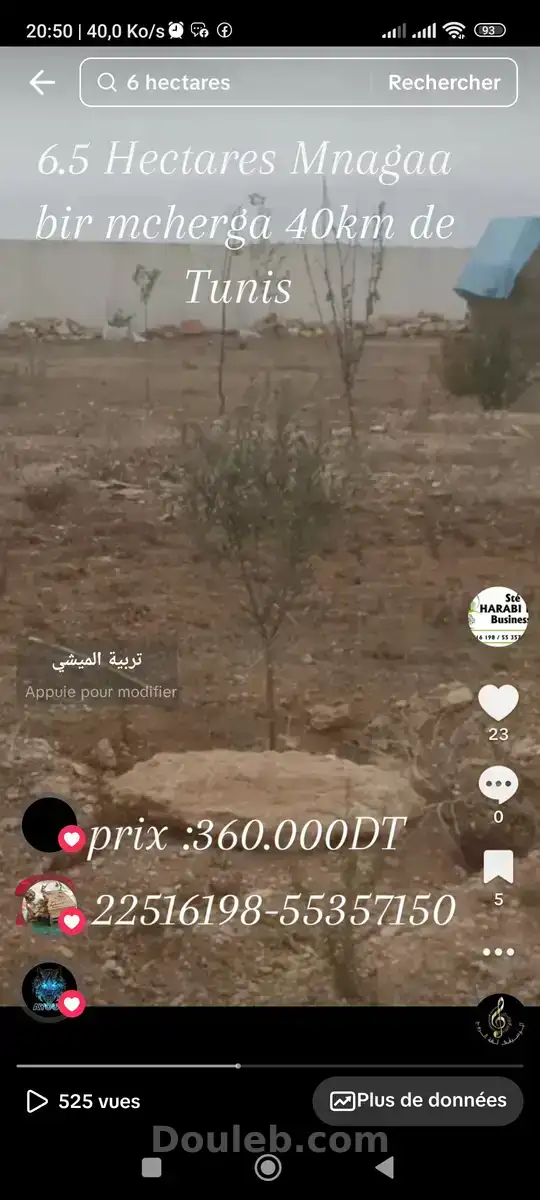 Ferme de 6h5 1 400 oliviers chemlali de trois ans - Miniature 5