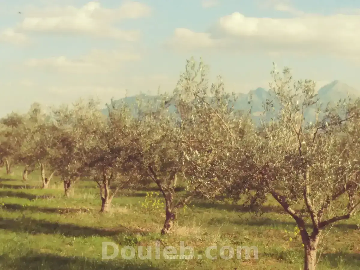 Une ferme agricole 1900 oliviers - Miniature 3