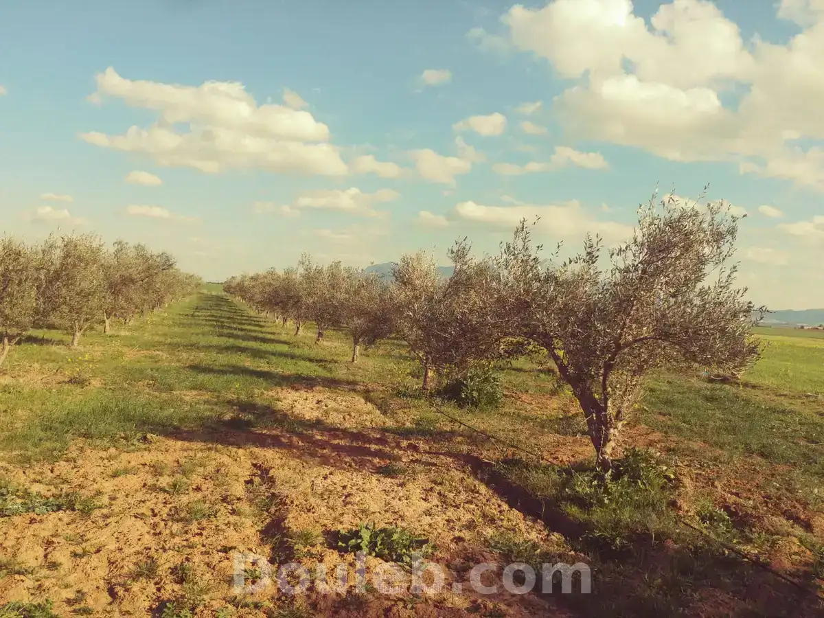 Une ferme agricole 1900 oliviers - Miniature 4