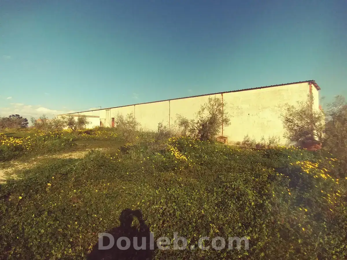 Une ferme agricole 1900 oliviers - Miniature 5