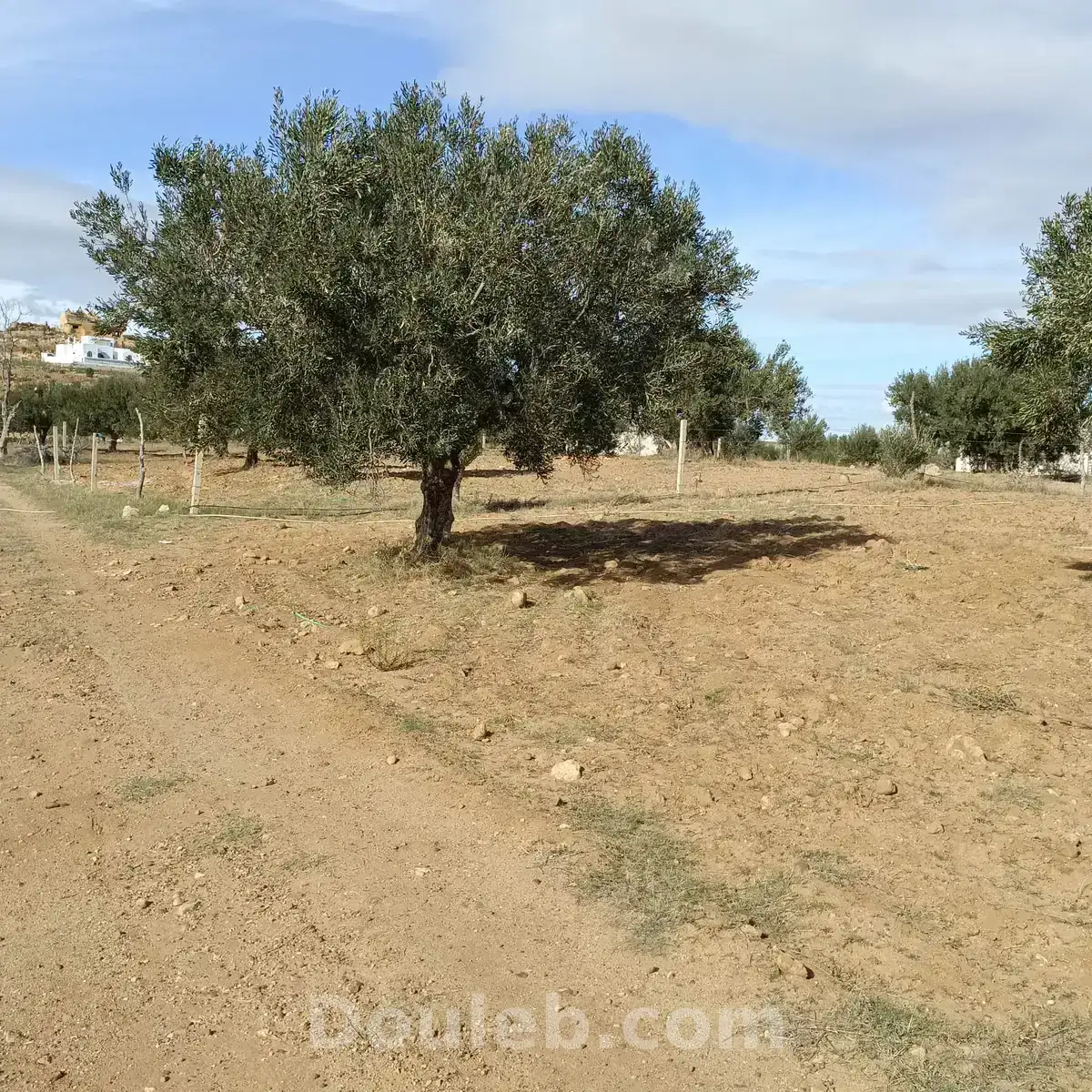 Av beau terrain 1000m à monchar hammamet sud - Miniature 2