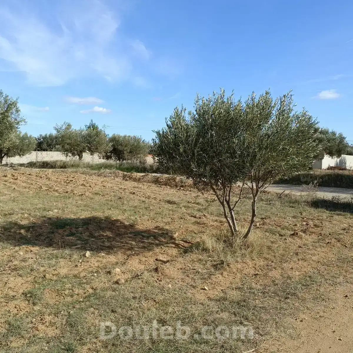 Av beau terrain 1000m à monchar hammamet sud - Miniature 3