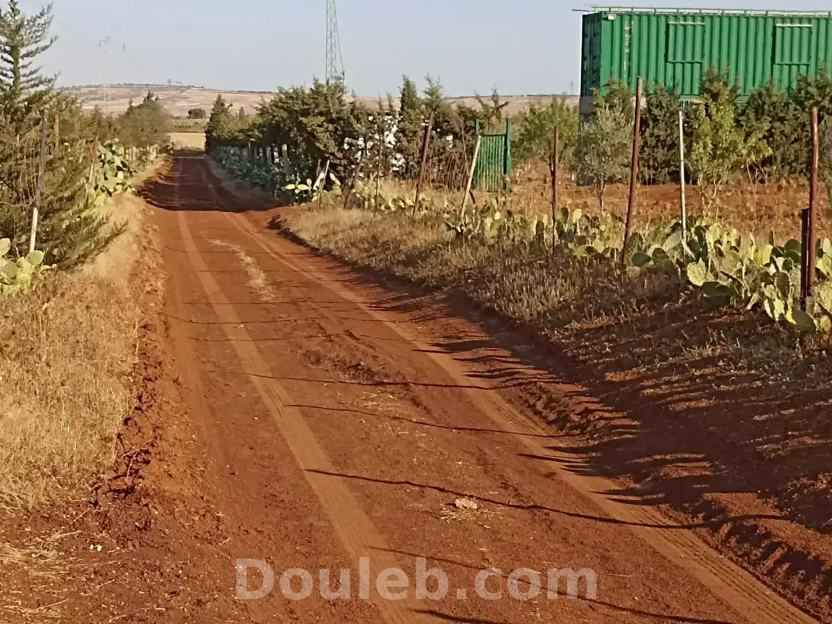 2h7 dans700 oliviers chitoui de 4 ans - Miniature 2