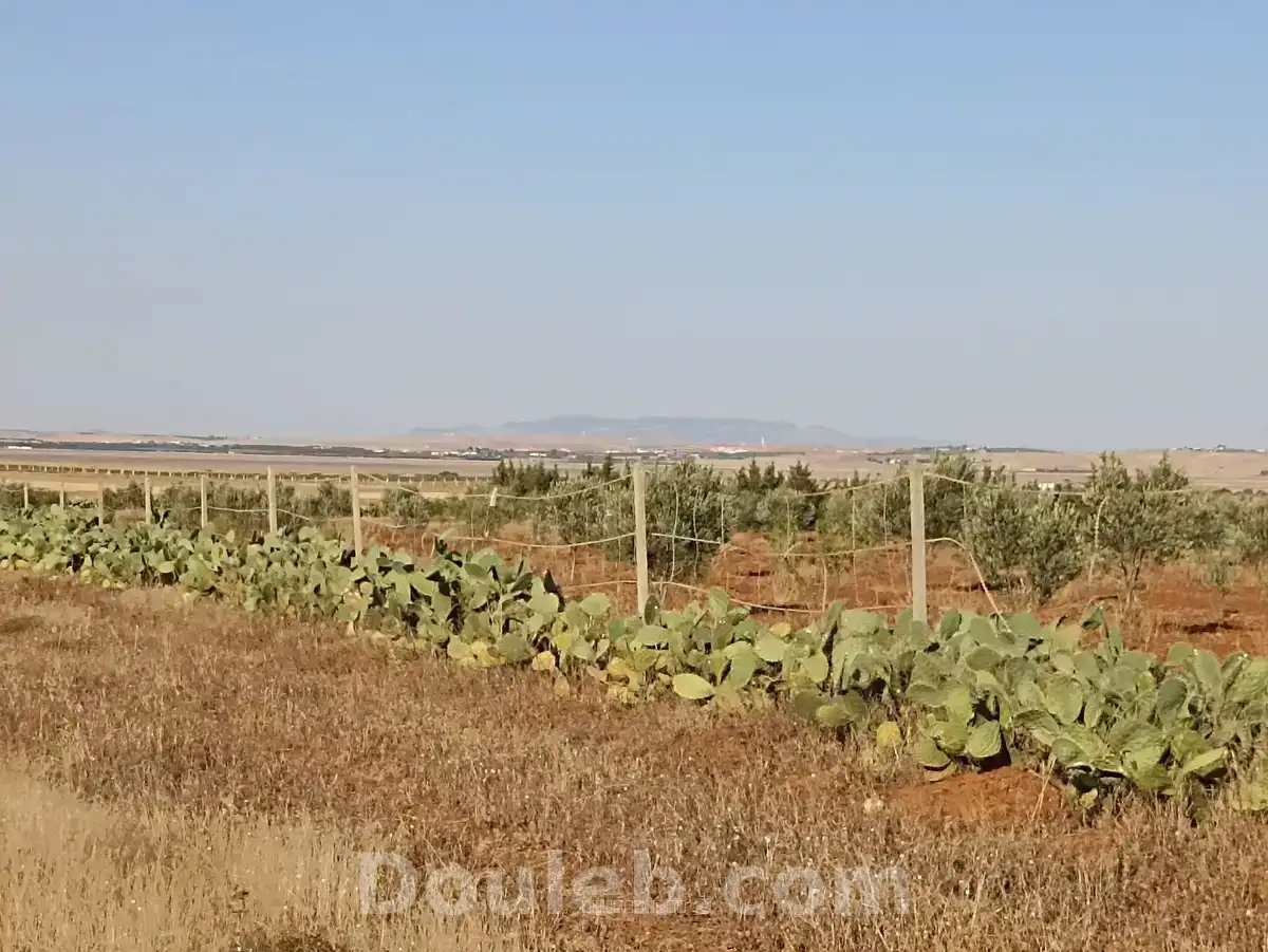 2h7 dans700 oliviers chitoui de 4 ans - Miniature 3