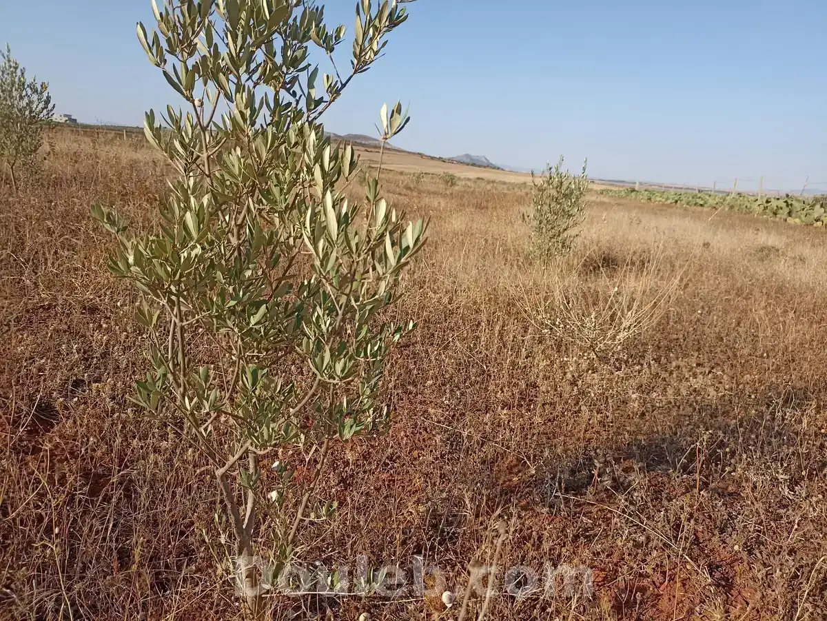2h7 dans700 oliviers chitoui de 4 ans - Miniature 4