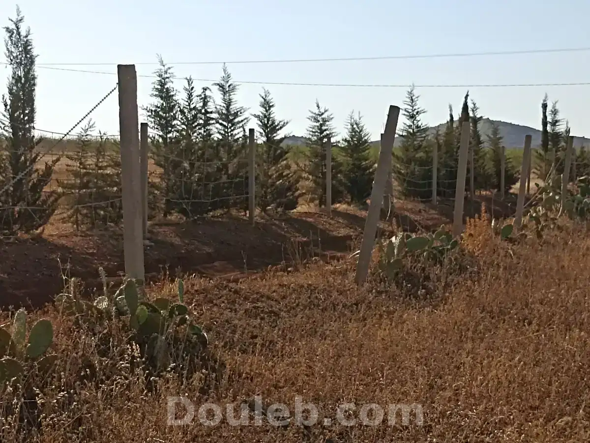 2h7 dans700 oliviers chitoui de 4 ans - Miniature 5