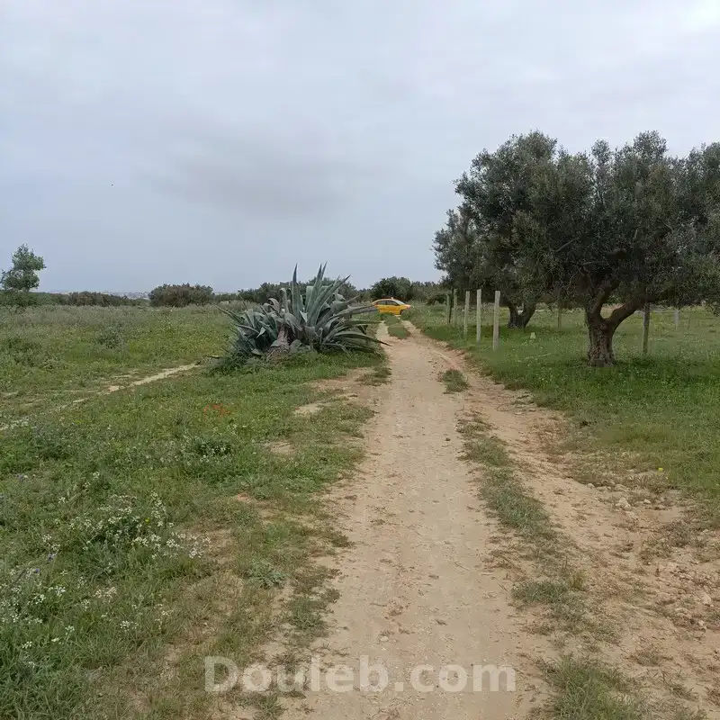 Bonne affaire 290m a 28 md à hamammet sud - Miniature 3