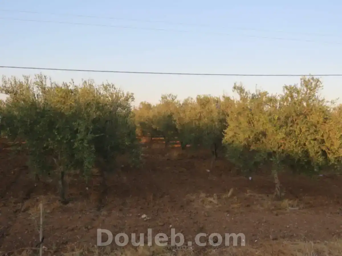 Belle ferme 7 hectares productive - Miniature 4