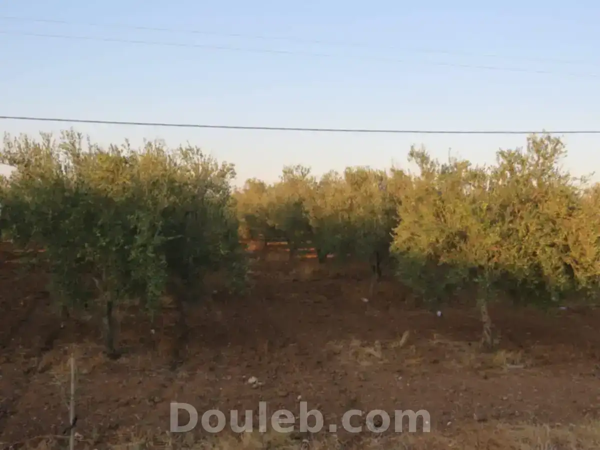 Belle ferme 7 hectares productive - Miniature 5