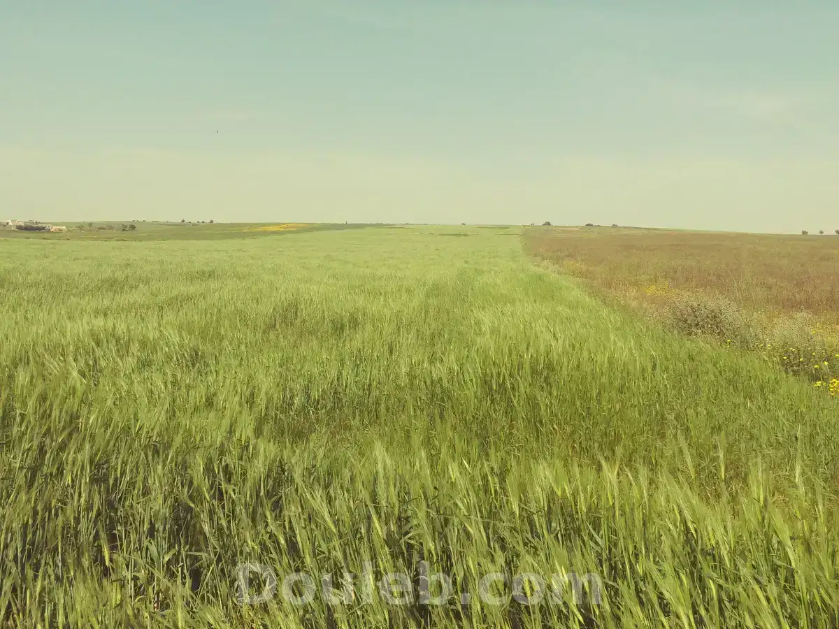 5 hectares terrain agricole nu - Photo 1