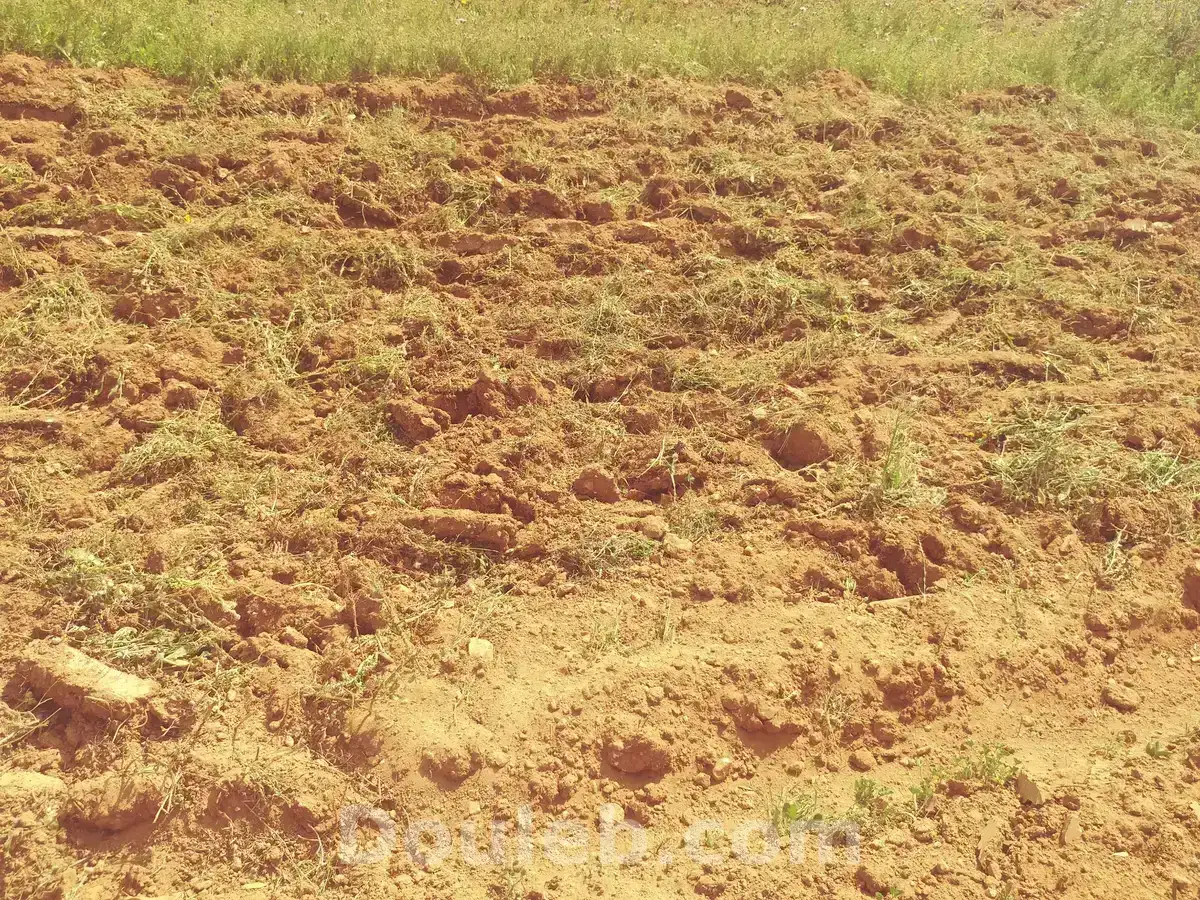 5 hectares terrain agricole nu - Miniature 2