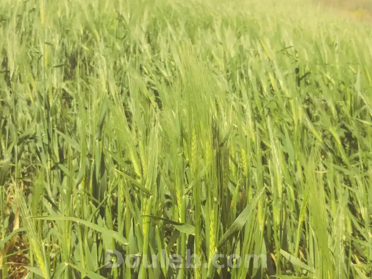 5 hectares terrain agricole nu - Miniature 3