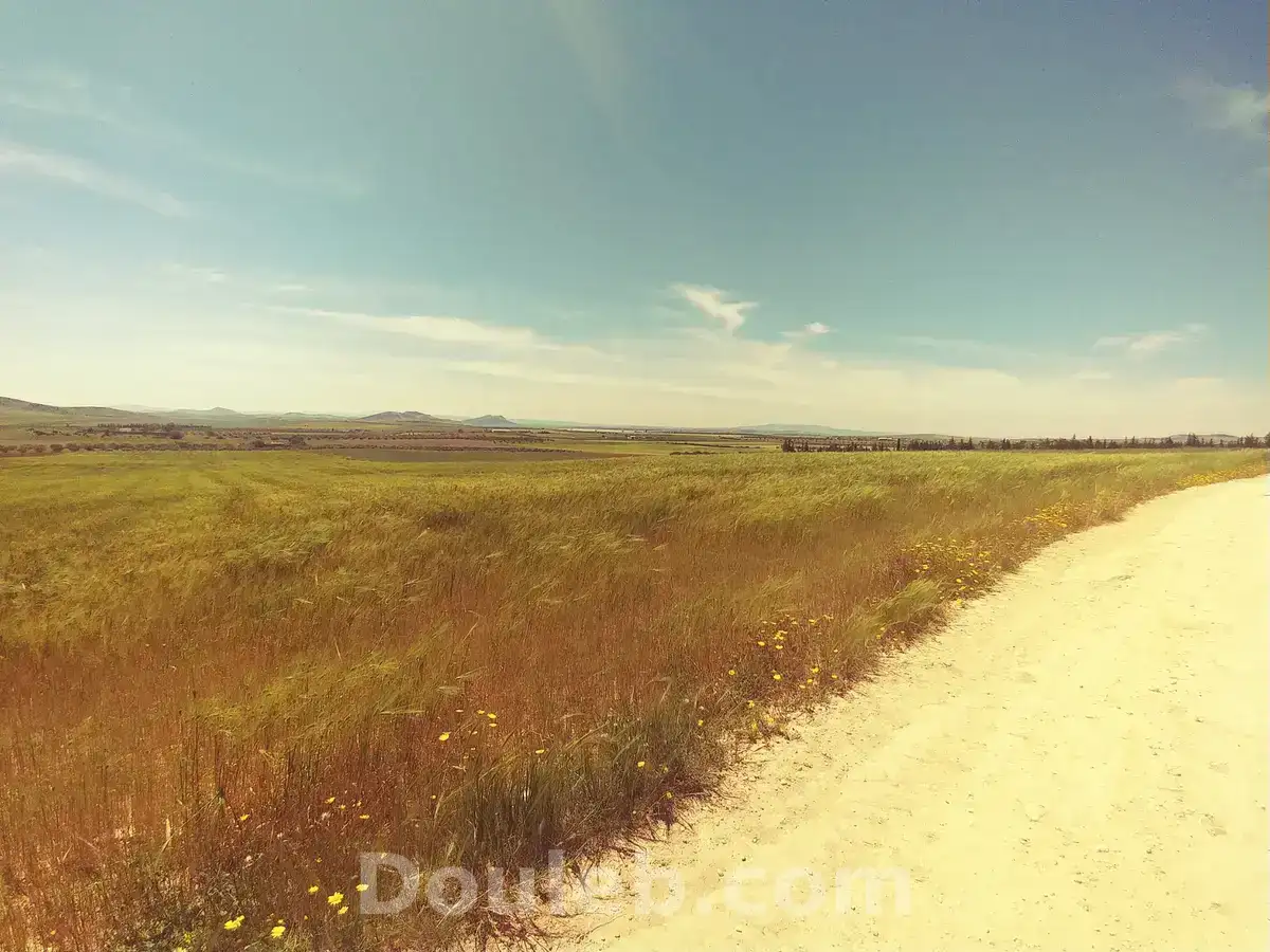 5 hectares terrain agricole nu - Miniature 4