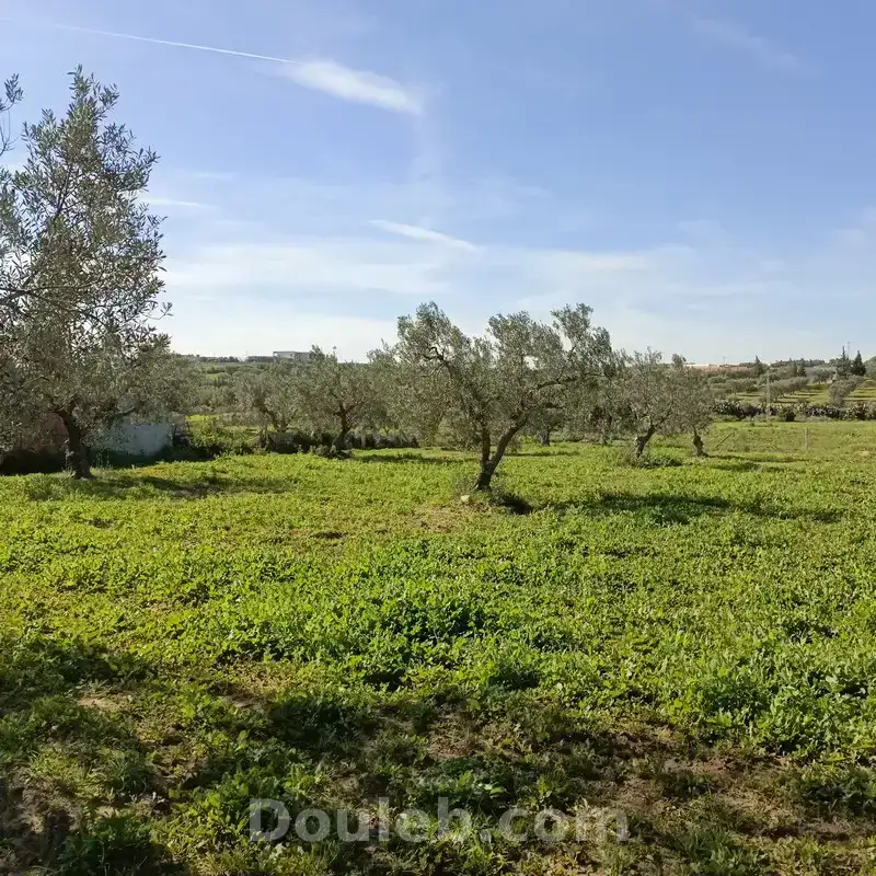 Av terrain 1680m à monchar hammamet sud - Photo 1