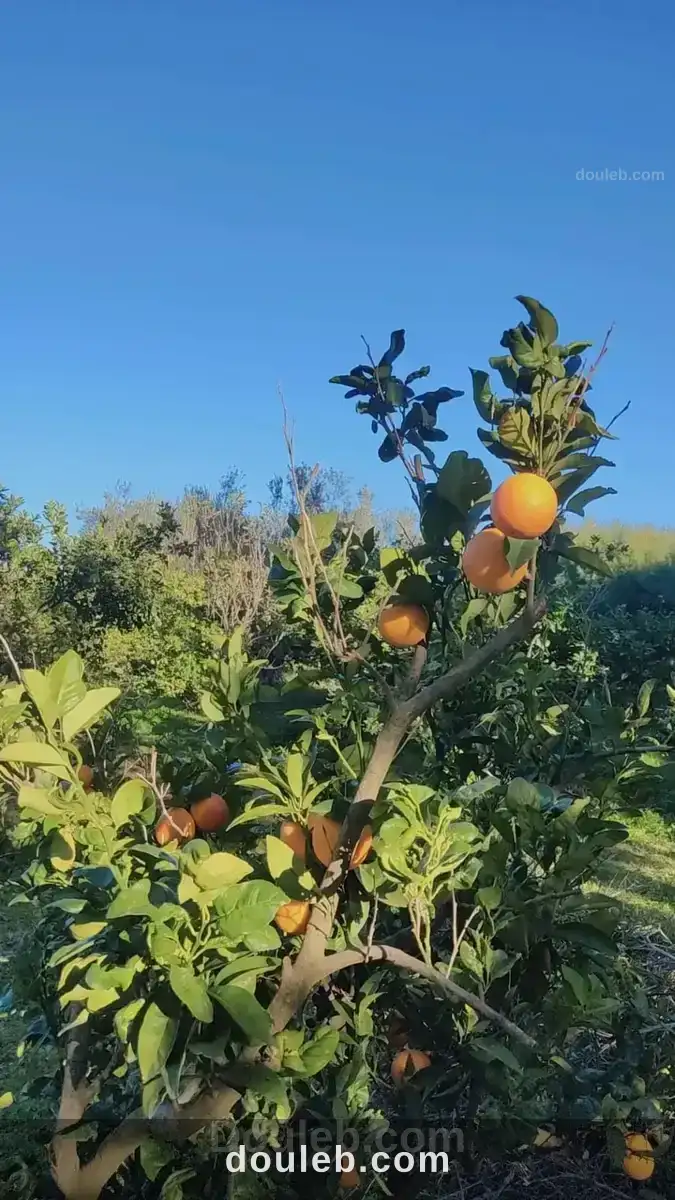 Domaine d'exeption à menzel bouzelfa à Tunis