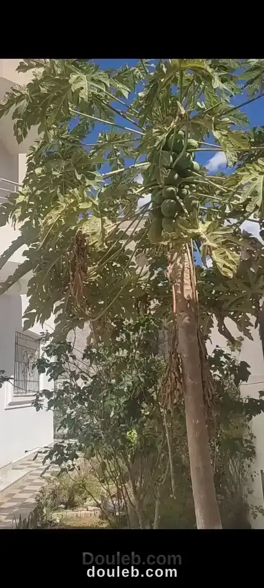 Maison rdc kelibia - Miniature 5