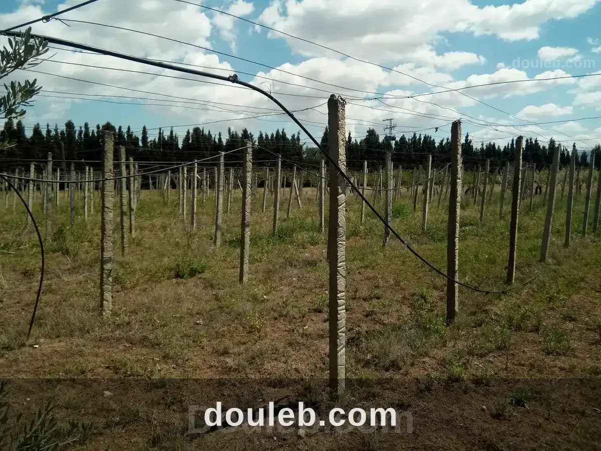 Ferme à naasseen - Miniature 5