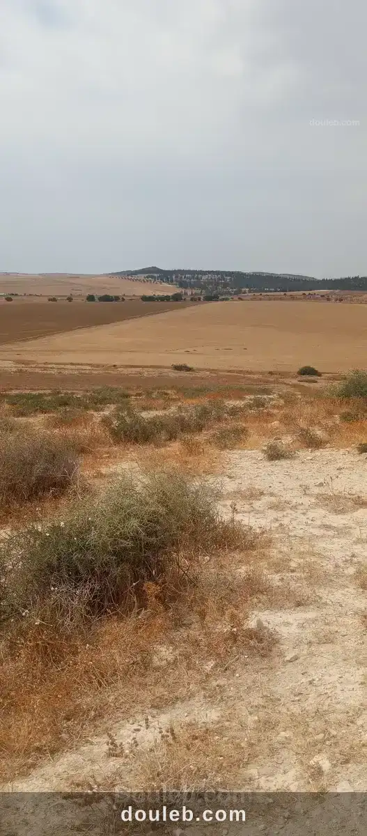 Terrain mejez el bab - Miniature 2