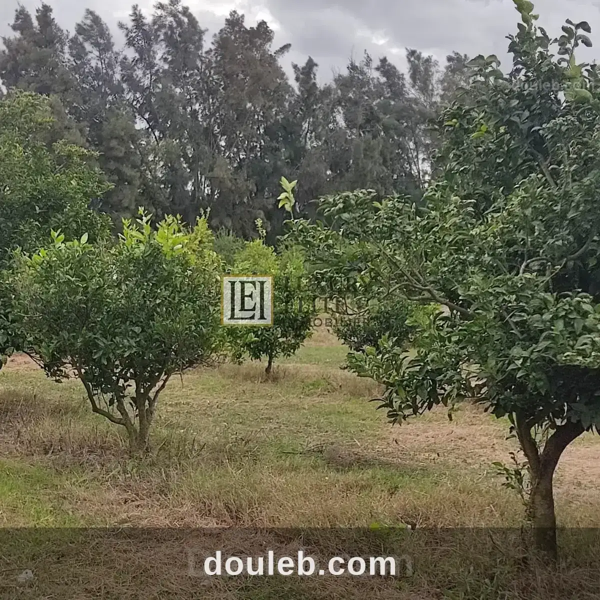 Ferme titree 20 hect takelsa - Miniature 2