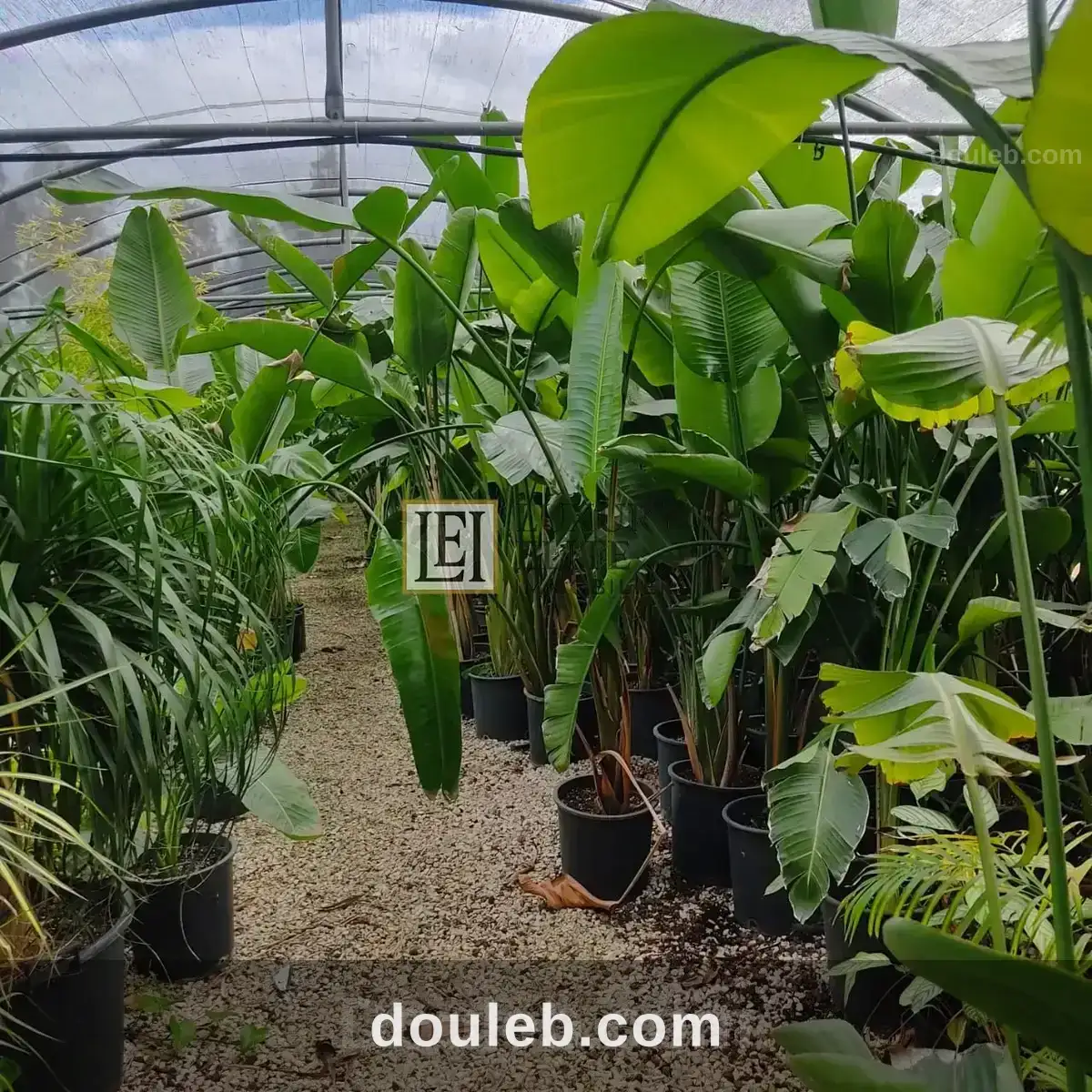 Ferme titree 20 hect takelsa - Miniature 4