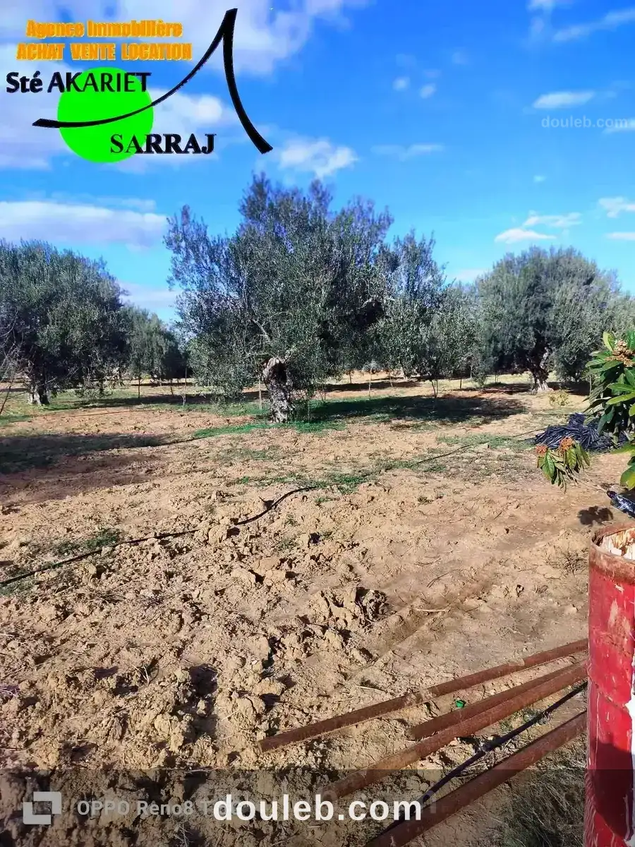 Senia 2 hectares et 3720m à kalaa kebira baloum - Miniature 2