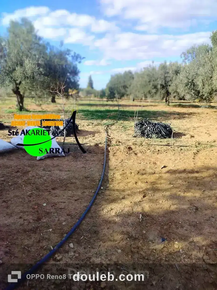 Senia 2 hectares et 3720m à kalaa kebira baloum - Miniature 4