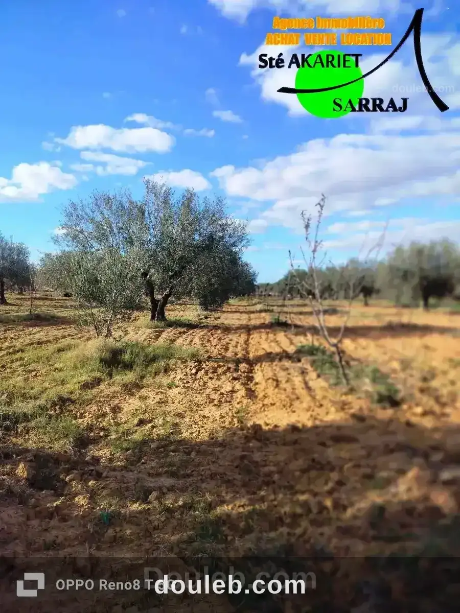 Senia 2 hectares et 3720m à kalaa kebira baloum - Miniature 5