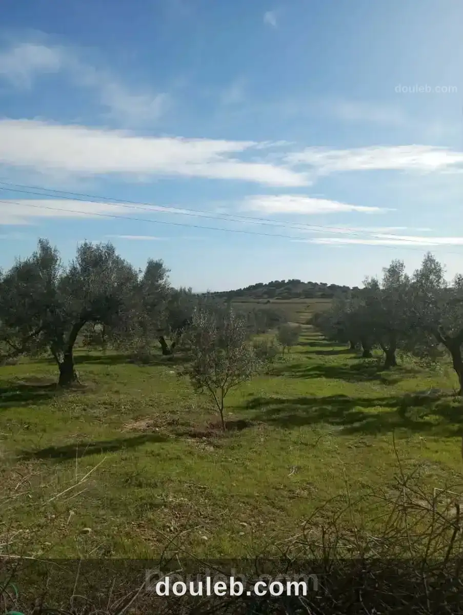 Av terrain 9000m avec 120 olivier à zriba - Photo 1