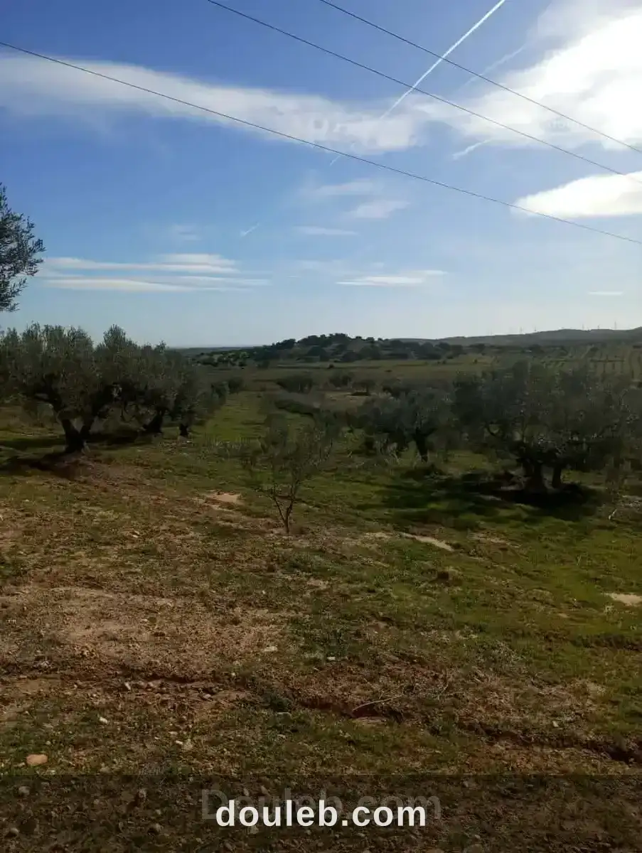 Av terrain 9000m avec 120 olivier à zriba - Miniature 3