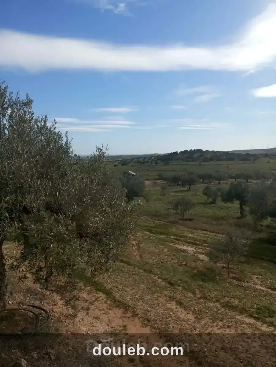 Av terrain 9000m avec 120 olivier à zriba - Miniature 4
