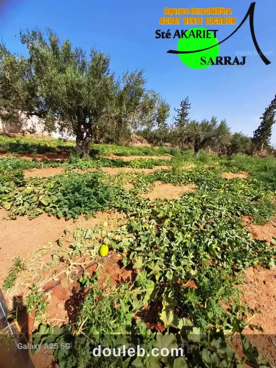 Senia clôturé 2 hectares et 600m à sidi bouali - Miniature 2