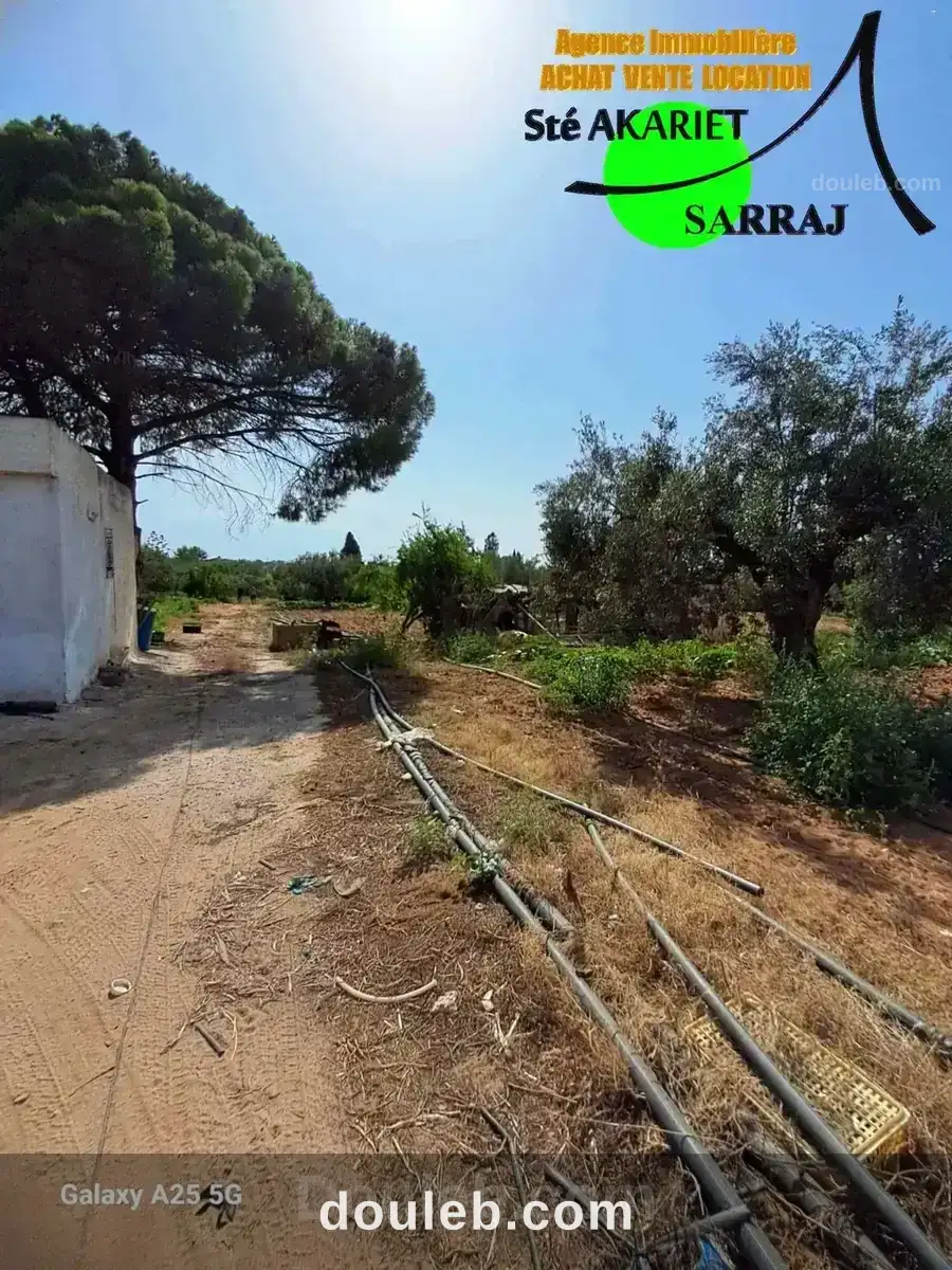 Senia clôturé 2 hectares et 600m à sidi bouali - Miniature 3