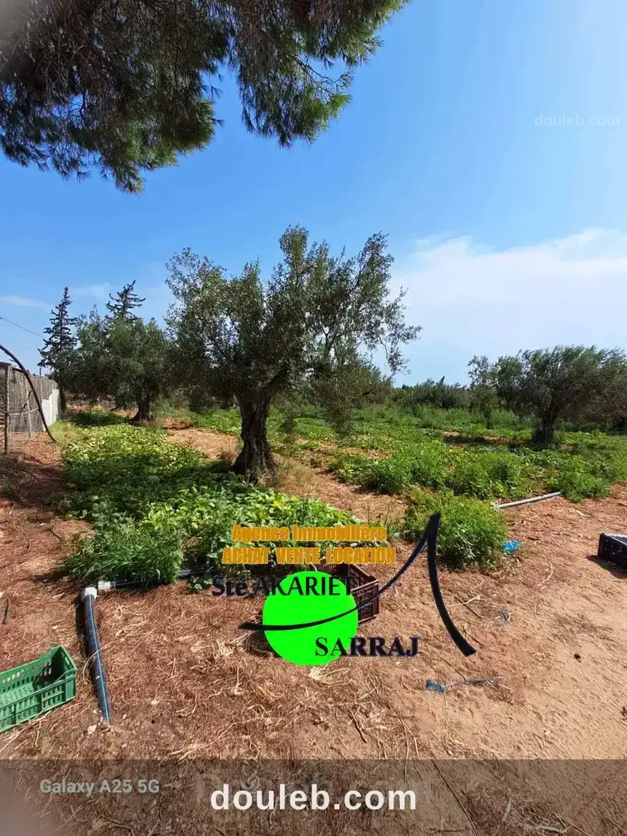 Senia clôturé 2 hectares et 600m à sidi bouali - Miniature 5