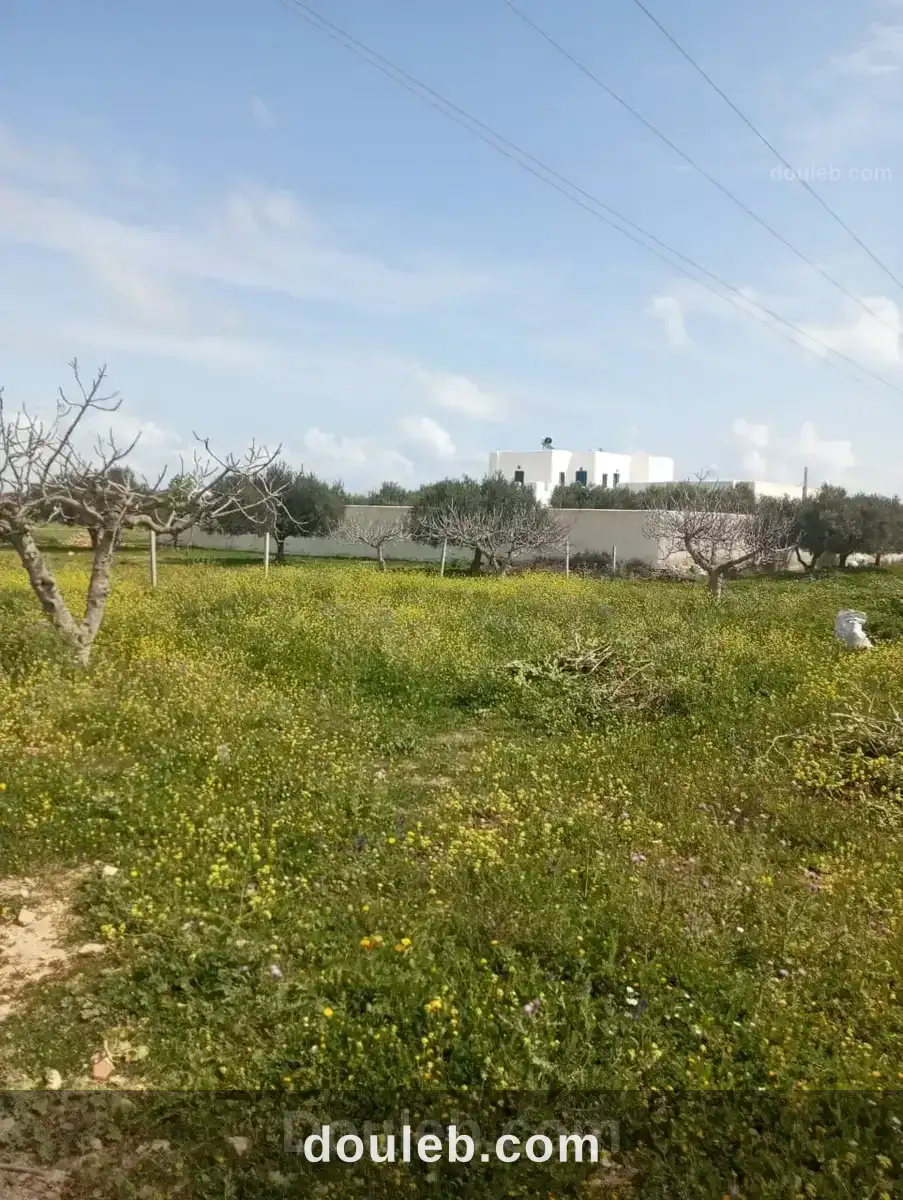 Av terrain 250m loin 1km de la mer à hammamet sud - Miniature 3