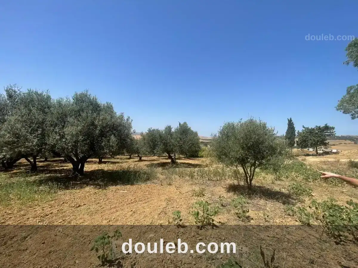 Terrain agricole ou idéal projet maison dhôtes - Miniature 2