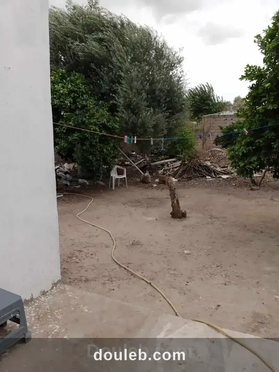 Local khelidia - Miniature 4