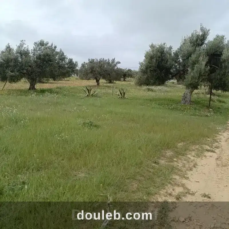 Av terrain 290m à hammamet sud - Photo 1