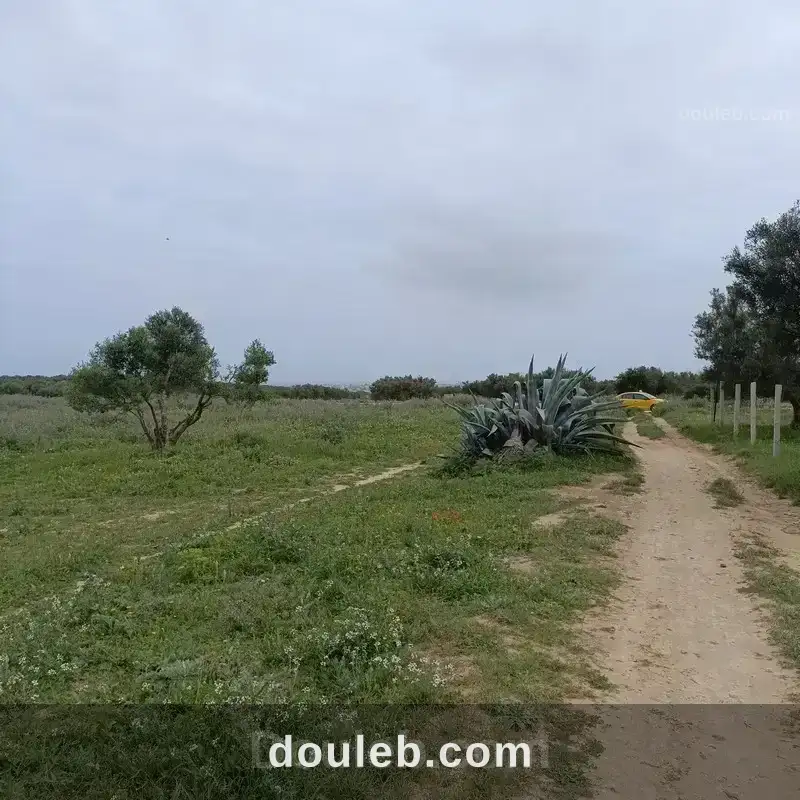 Av terrain 290m à hammamet sud - Miniature 3