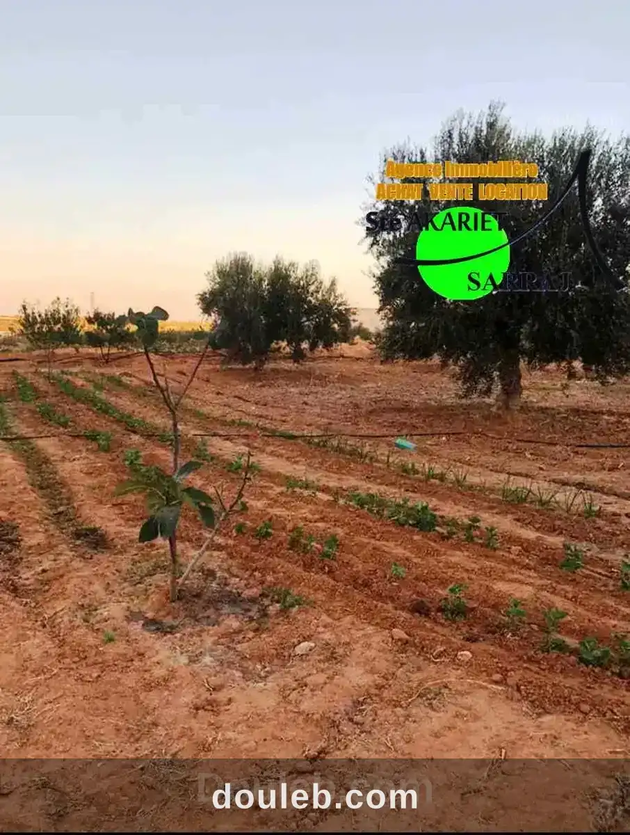 Belle senia clôturé 7520m à kalaa kbira el henya - Miniature 3