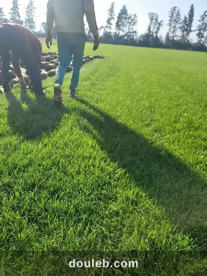 Gazon kikuyu france tunisie à Tunis