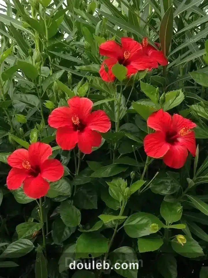 Gazon kikuyu france tunisie - Miniature 3