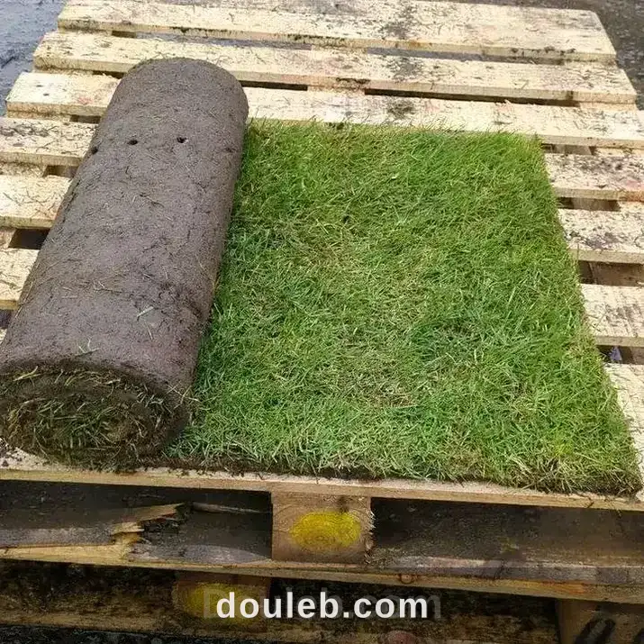 Gazon kikuyu france tunisie - Miniature 4